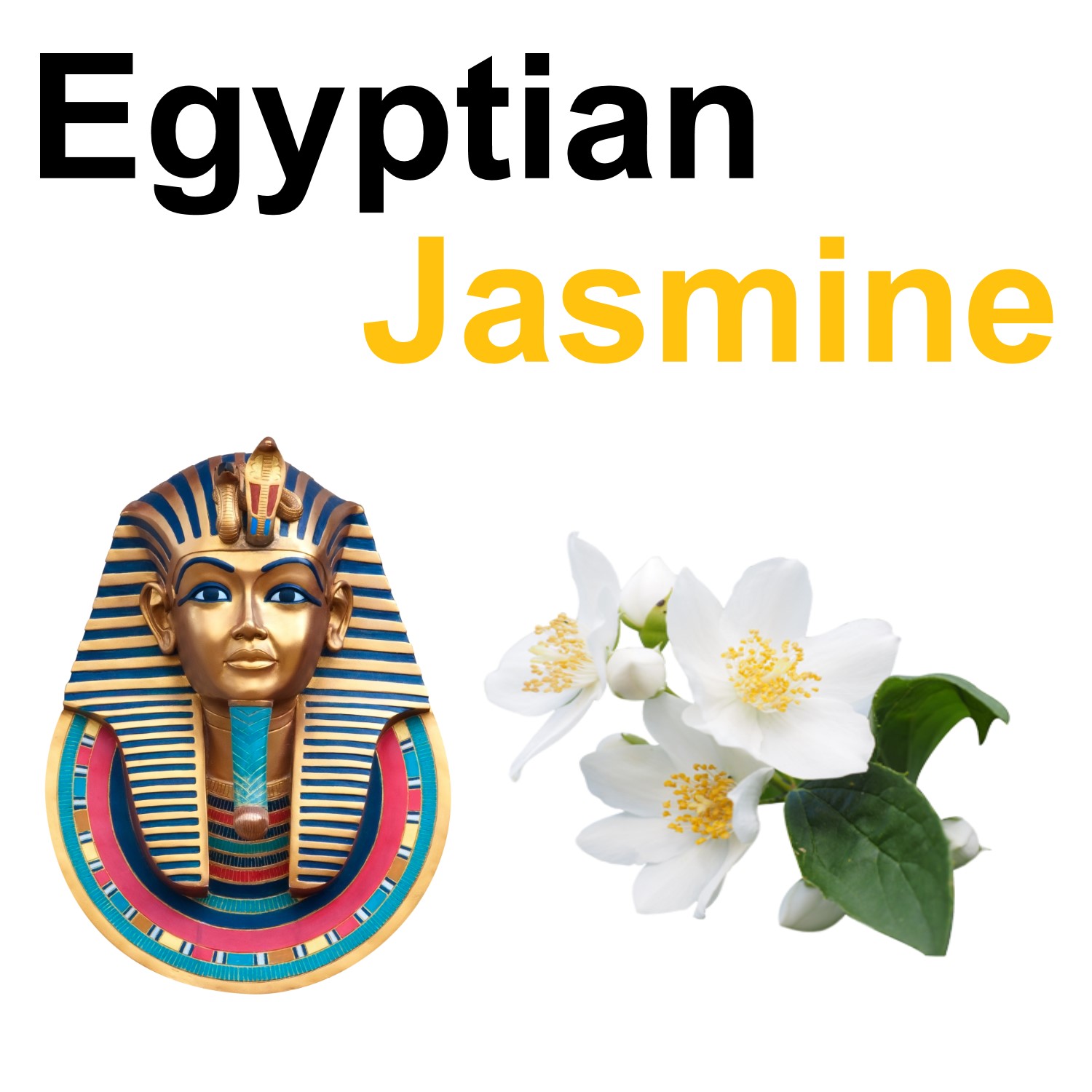 Egyptian Jasmine